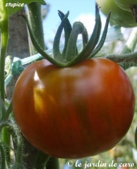 Tomate stupice-2.jpg