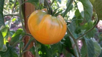 Tomate summer cider apricot-2.jpg