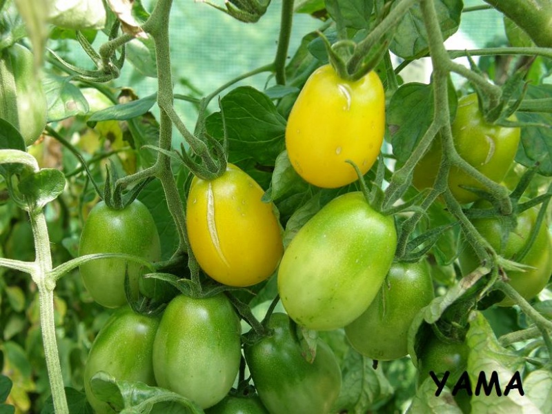 Fichier:Tomate sun belle.jpg