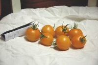 Tomate sungold select-1.jpg