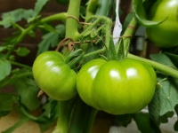 Tomate super Marmande-1.jpg
