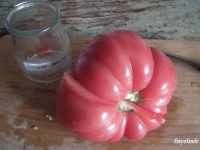 Tomate sylvan gaume op-1.jpg