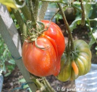 Tomate téton de vénus rouge-2.jpg