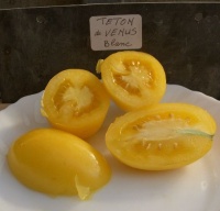 Tomate téton de venus blanche-1.jpg