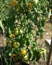 Tomate téton de venus blanche.jpg