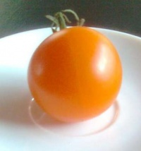 Tomate tangella-1.jpg