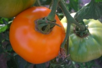 Tomate tangerine op-1.jpg
