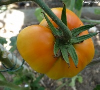 Tomate tangerine op-2.jpg