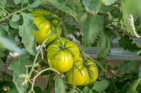 Tomate tasty evergreen op-1.jpg