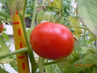 Tomate tatar from mongolstan.jpg