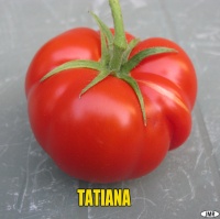 Tomate tatiana-1.jpg