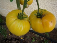 Tomate tc jones-1.jpg
