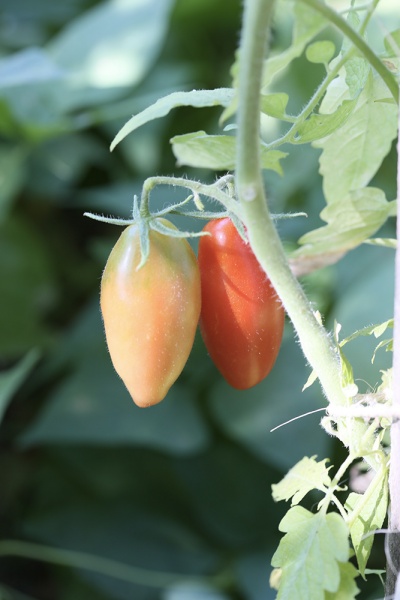 Fichier:Tomate tegucigalpa.jpg