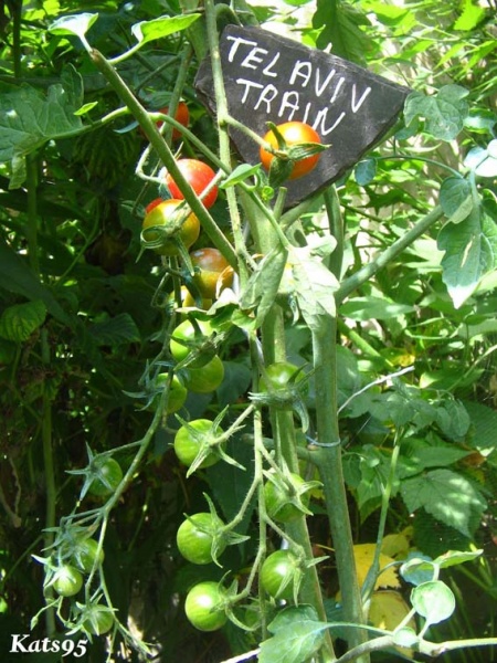 Fichier:Tomate tel aviv train-1.jpg