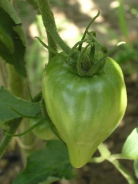 Tomate teta de monja-1.jpg