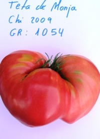 Tomate teta de monja.jpg