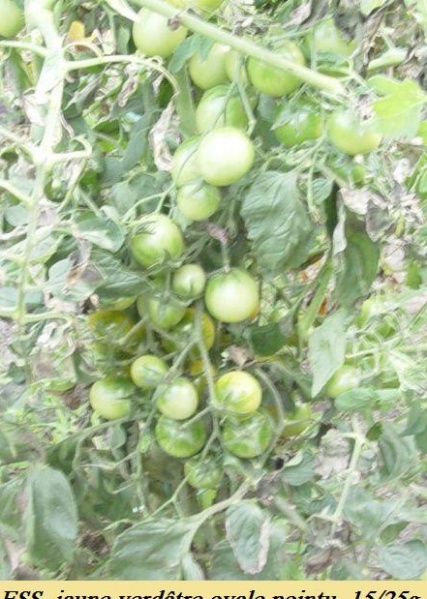 Fichier:Tomate thompson seedless-1.jpg