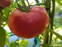 Tomate tidwell german-1.jpg
