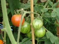 Tomate tiger tom-1.jpg