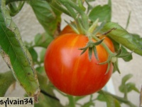 Tomate tiger tom-2.jpg
