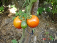 Tomate tiger tom.jpg