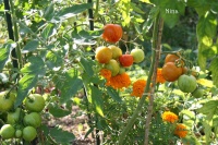 Tomate tigerella-2.jpg
