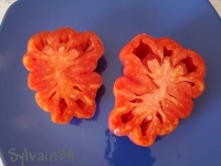 Tomate tlacolula-2.jpg