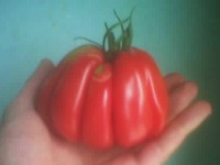 Tomate tlacolula.jpg