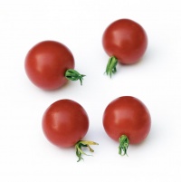 Tomate tommy toe.jpg