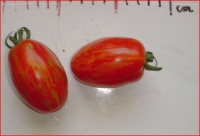 Tomate tonnelet-1.jpg