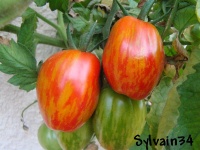 Tomate tonnelet-2.jpg