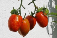 Tomate tonnelet.jpg