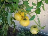 Tomate transparent-1.jpg