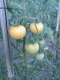 Tomate transparent.jpg