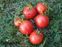 Tomate traveller 76-1.jpg