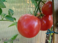 Tomate traveller 76.jpg