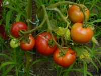Tomate tsjagbka-1.jpg