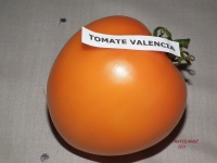 Tomate valencia-1.jpg