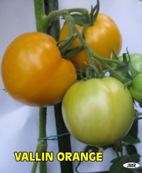 Tomate vallin orange.jpg