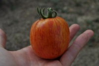 Tomate velue striée op.jpg