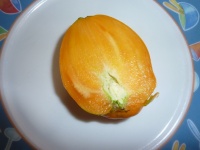 Tomate verna orange-1.jpg