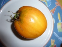 Tomate verna orange.jpg
