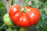Tomate vetchny zov-2.jpg