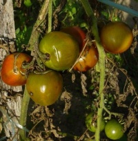 Tomate violette fleische-1.jpg