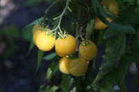 Tomate wapsipinicon peach-1.jpg