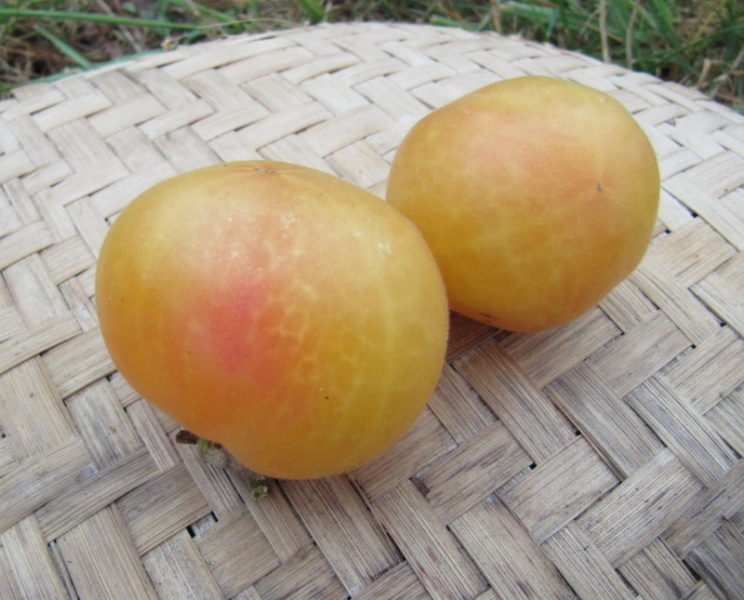Fichier:Tomate wapsipinicon peach.jpg