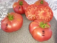 Tomate watermelon op-1.jpg
