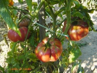 Tomate watermelon op.jpg