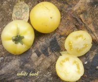 Tomate white bush.jpg
