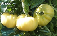 Tomate white wonder-2.jpg